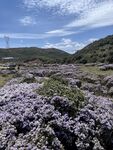 山间烂漫紫花绽放