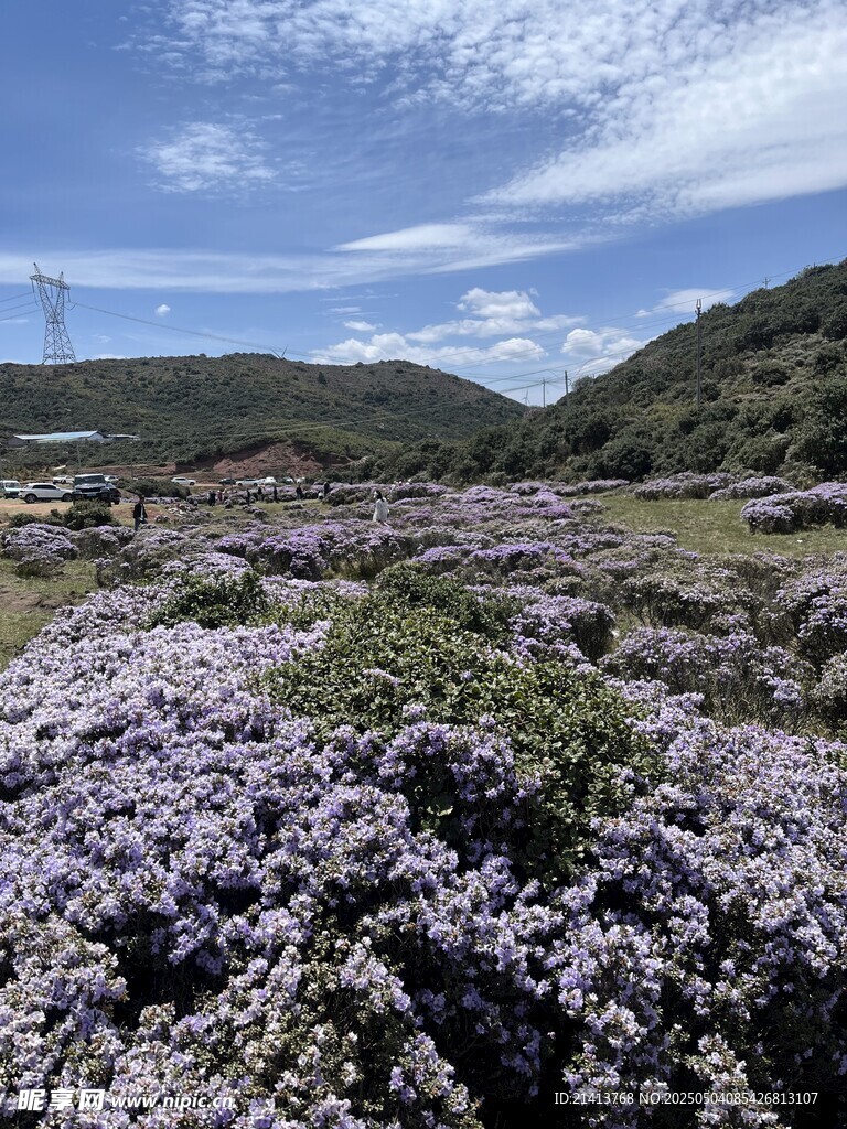 山间烂漫紫花绽放