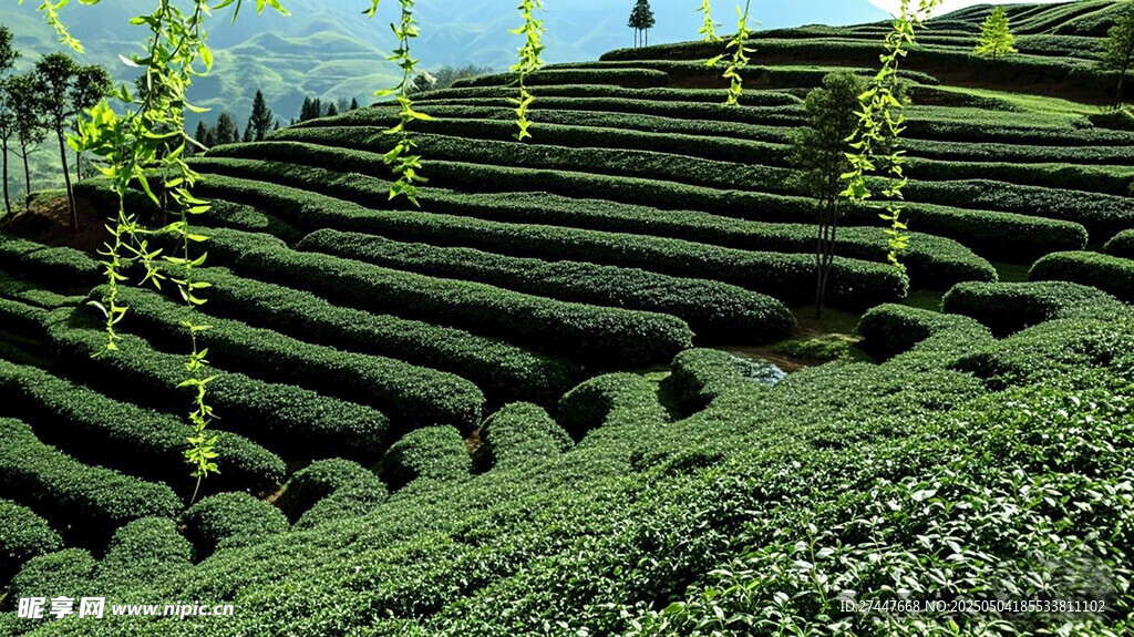 层层叠翠的山间梯田茶园