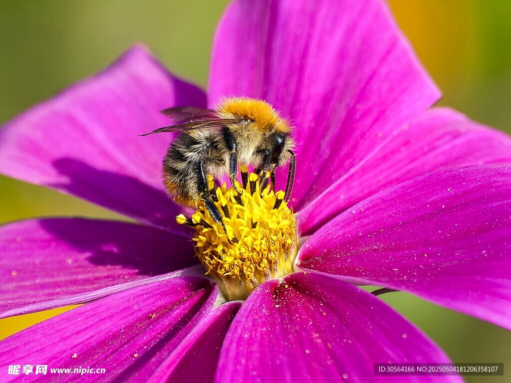 蜜蜂