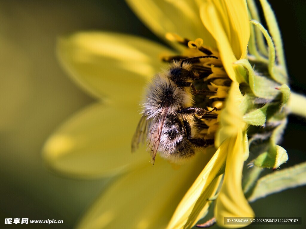 蜜蜂