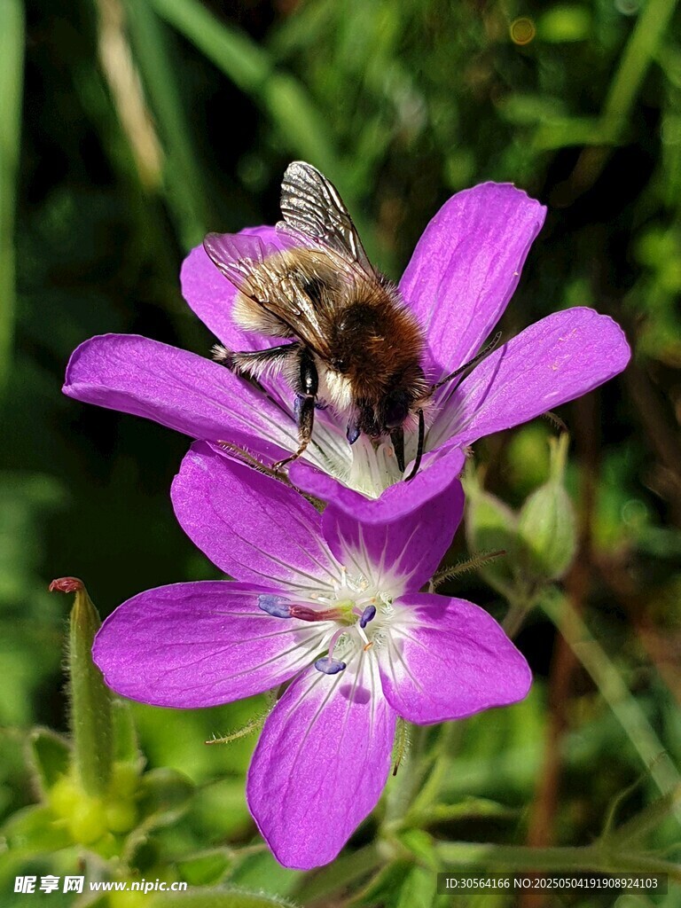 蜜蜂