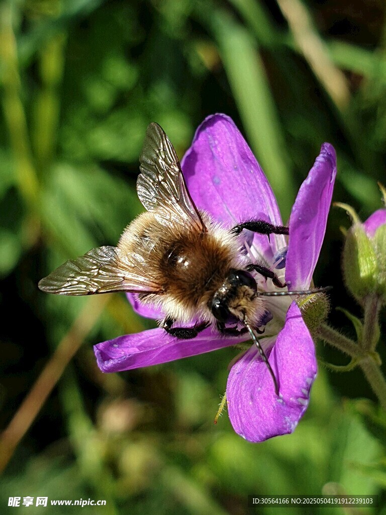 蜜蜂