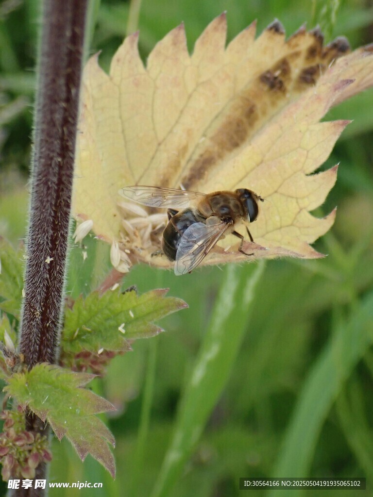 蜜蜂