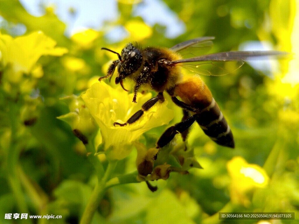 蜜蜂