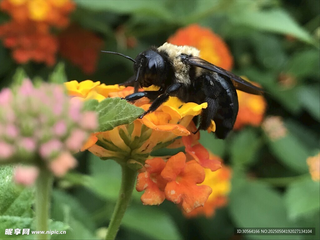 蜜蜂