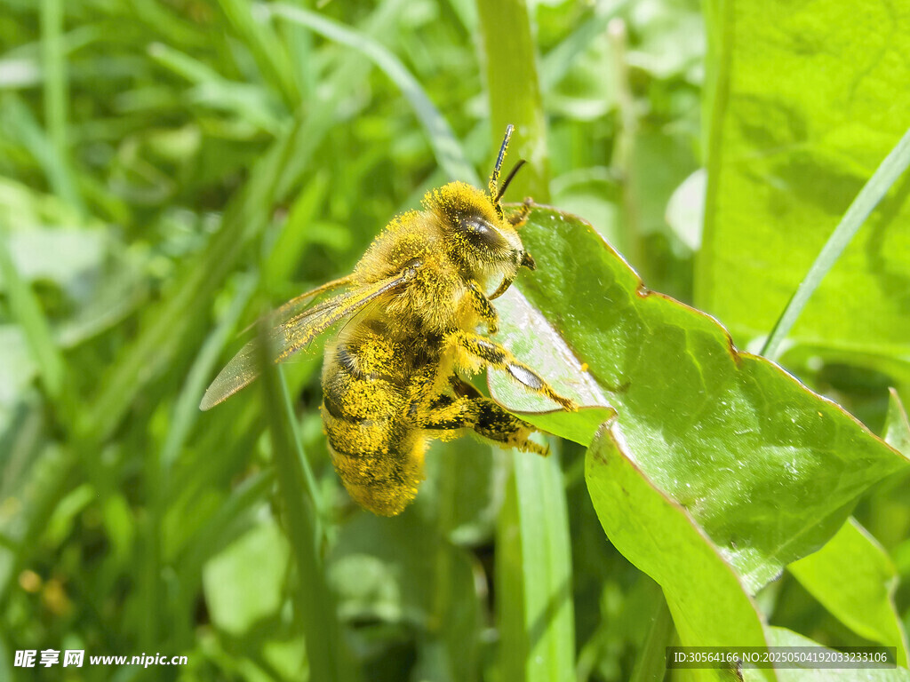 蜜蜂