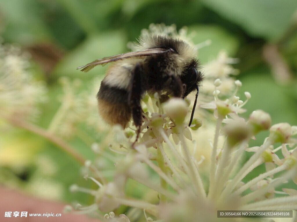 蜜蜂