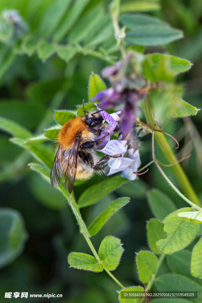 蜜蜂