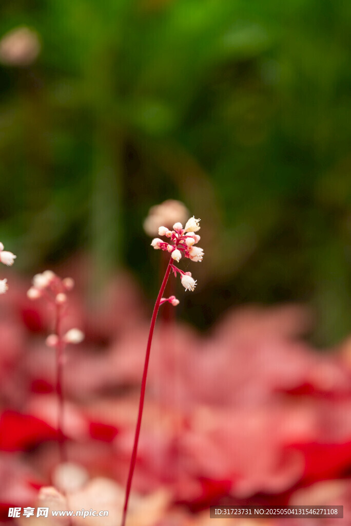 红茎白花植物特写