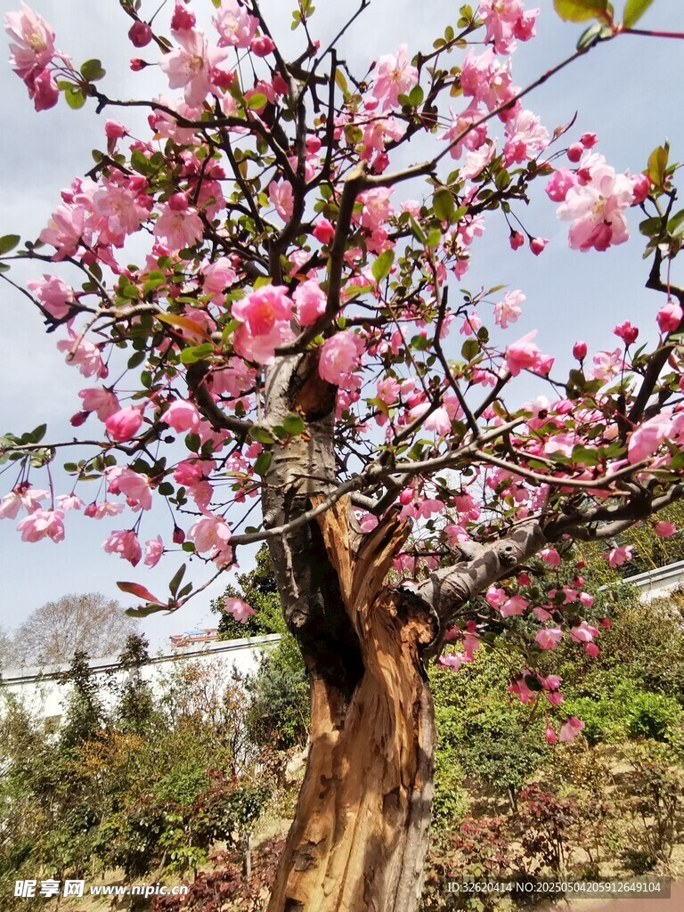桃花