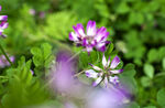 小花