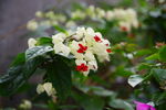 娇艳白瓣红花植物特写