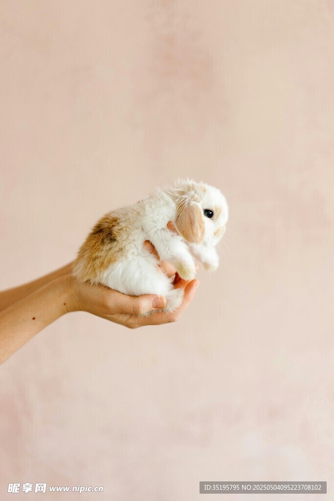 手托可爱小鸟