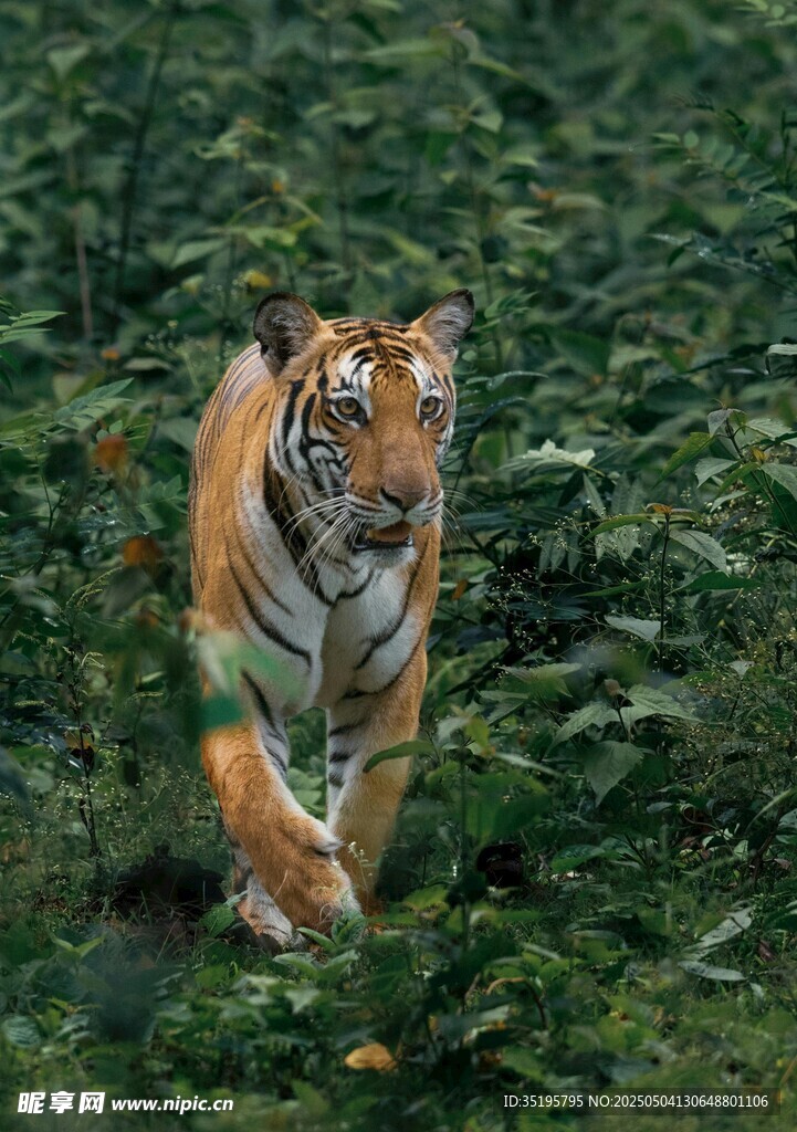 森林中行走的斑斓猛虎