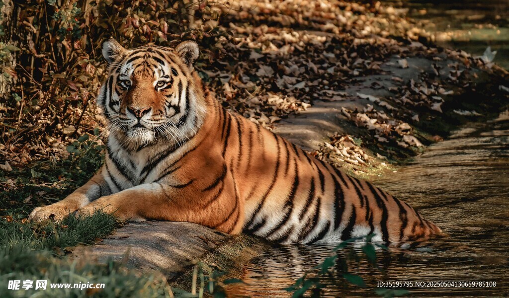 水中休憩的斑斓猛虎
