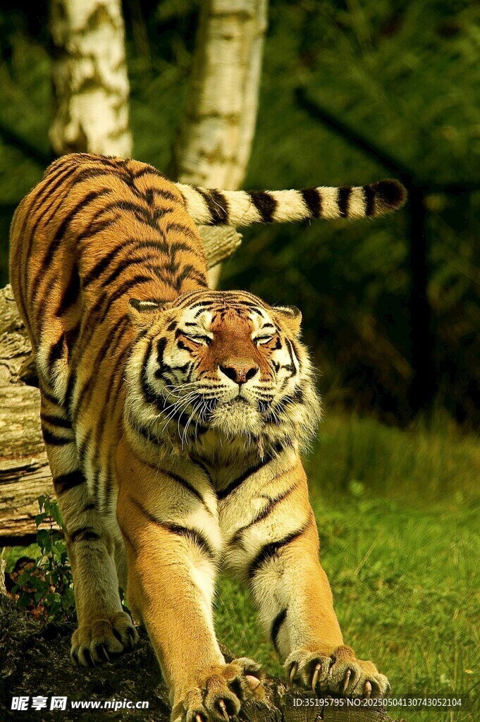 森林中行走的斑斓猛虎