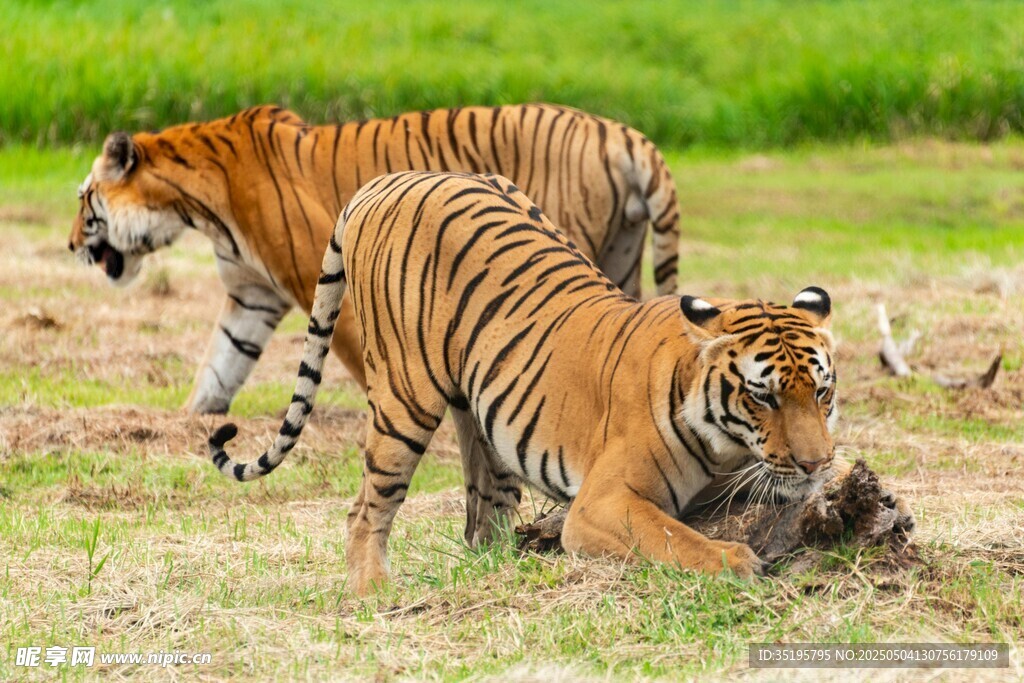 老虎捕猎瞬间