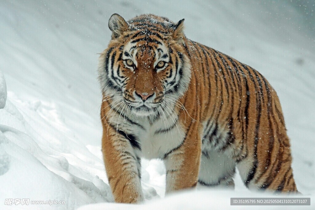 雪地中的威猛老虎