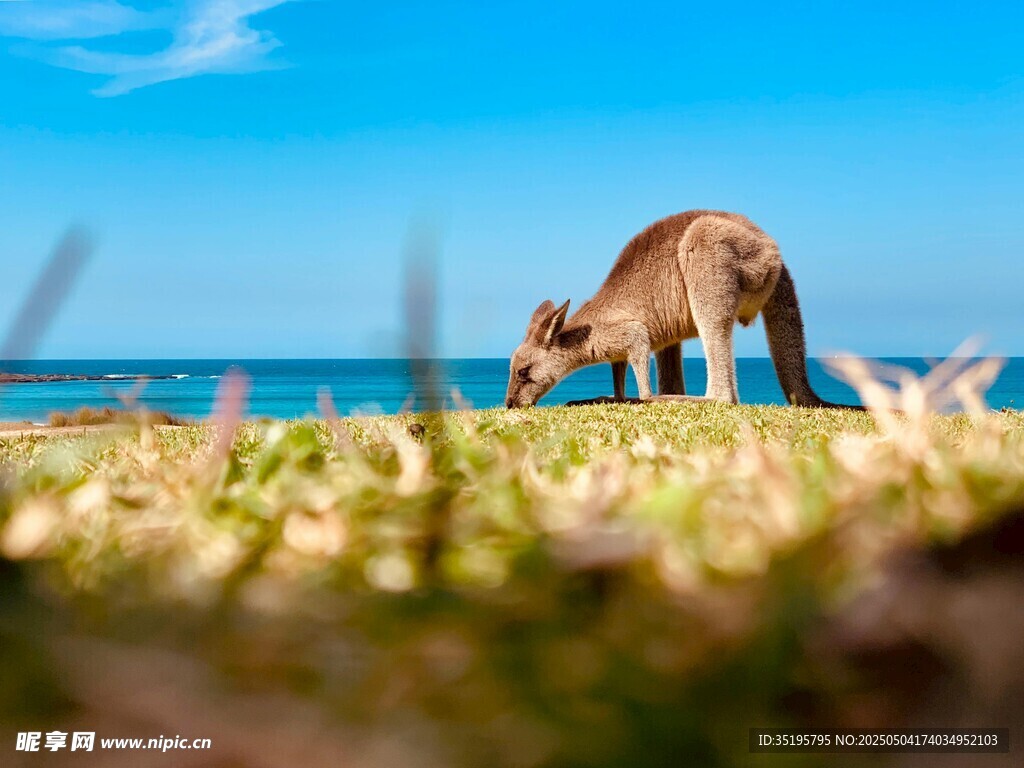 草原上的骆驼与蓝天美景