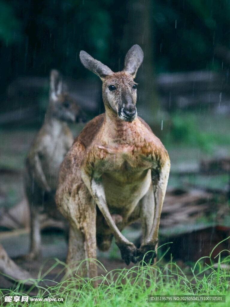 草地上的两只袋鼠