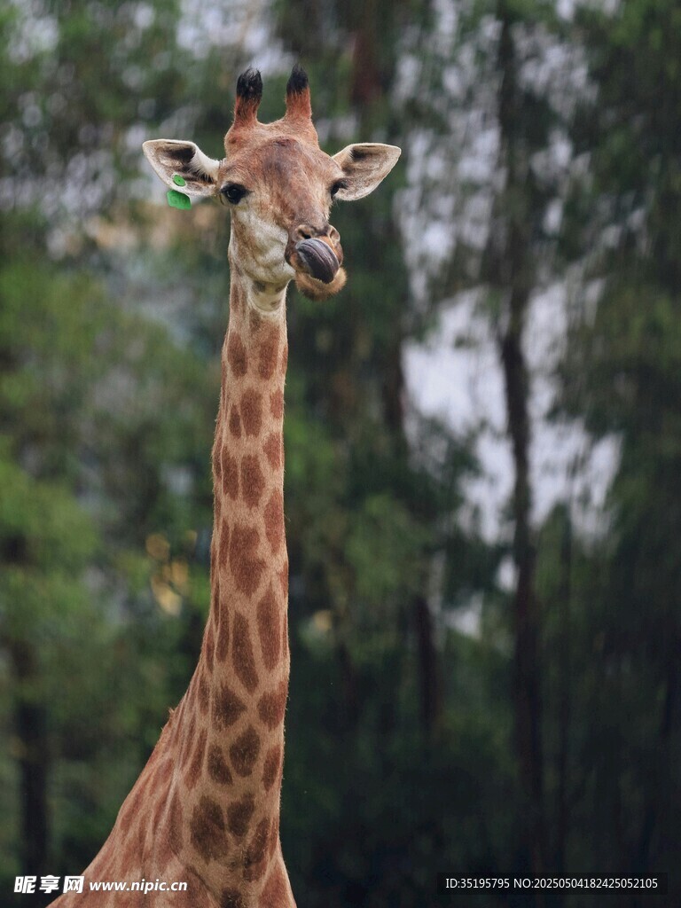 站立的长颈鹿