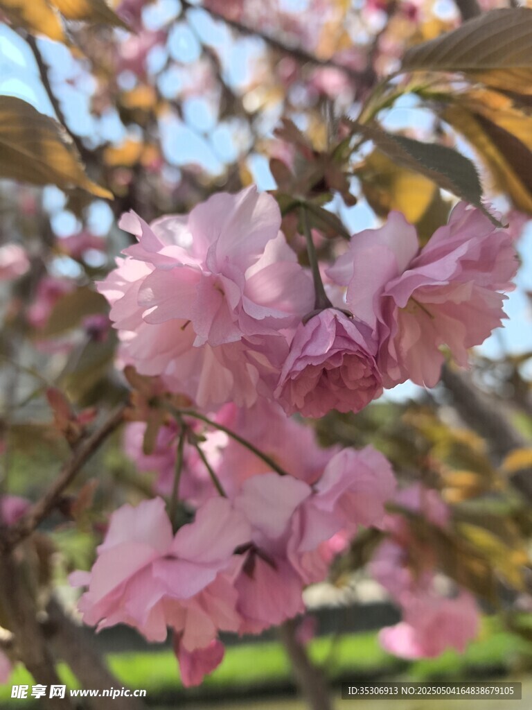 樱花