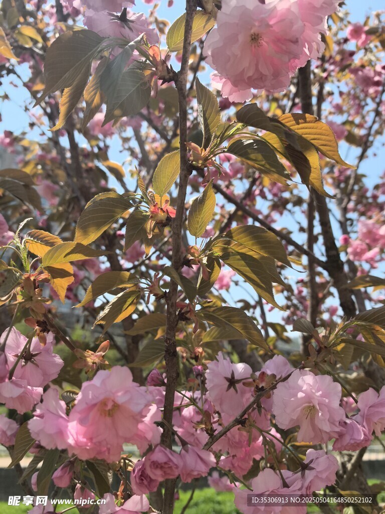 樱花