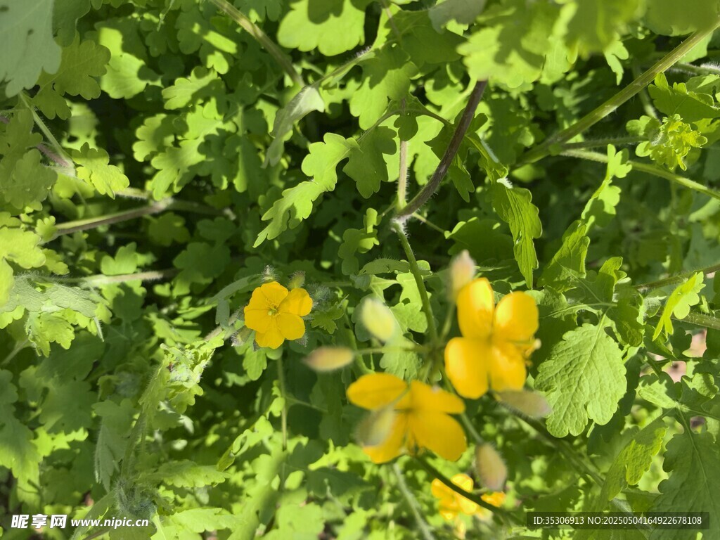 黄色小花