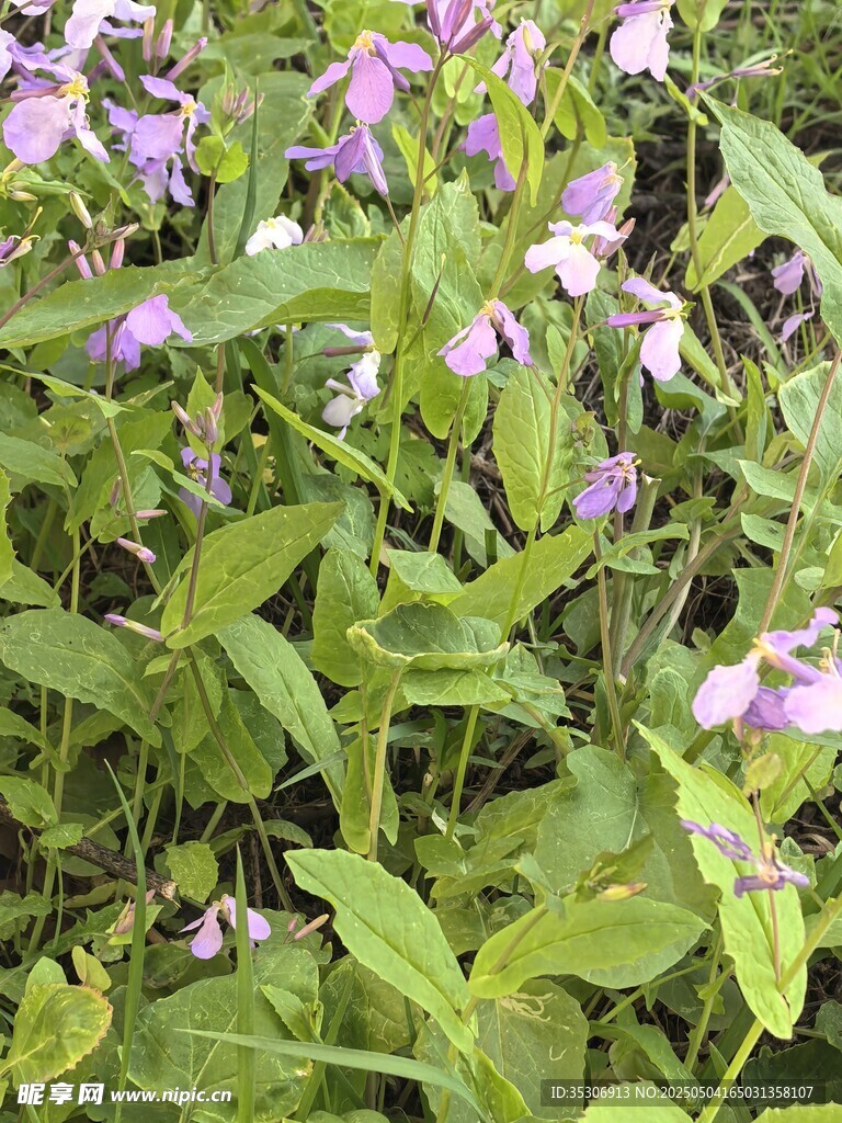 野花
