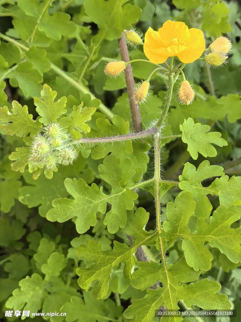 黄色小花