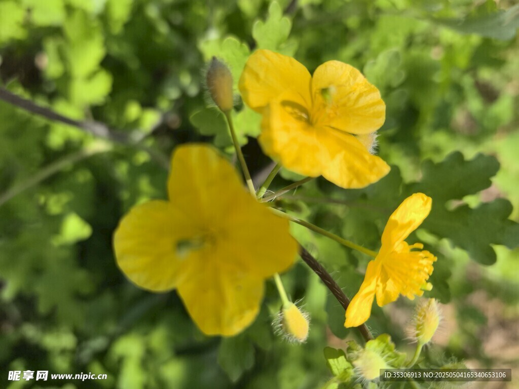 野花