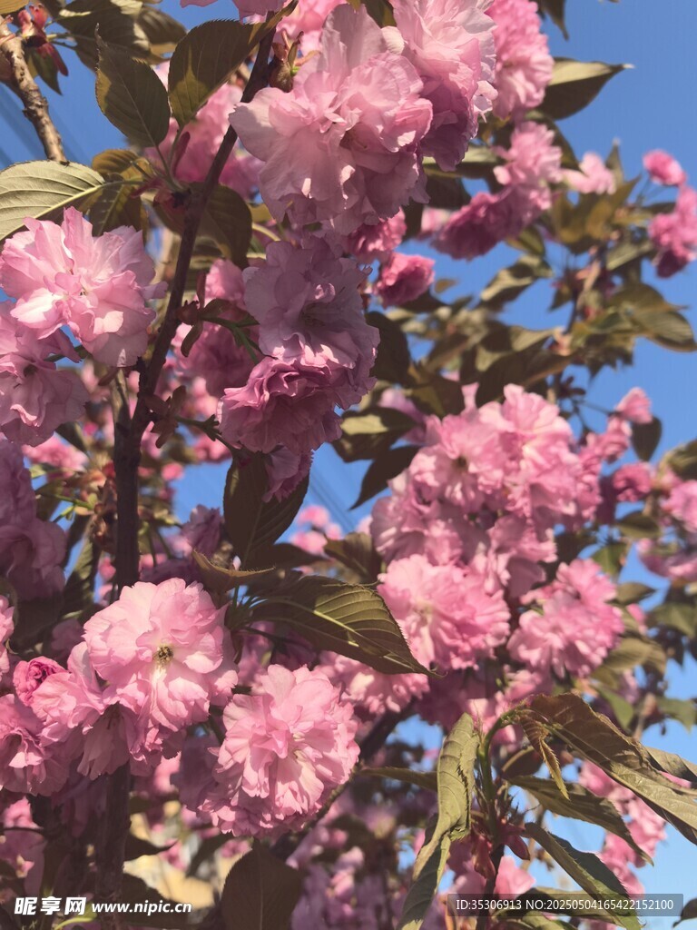 樱花