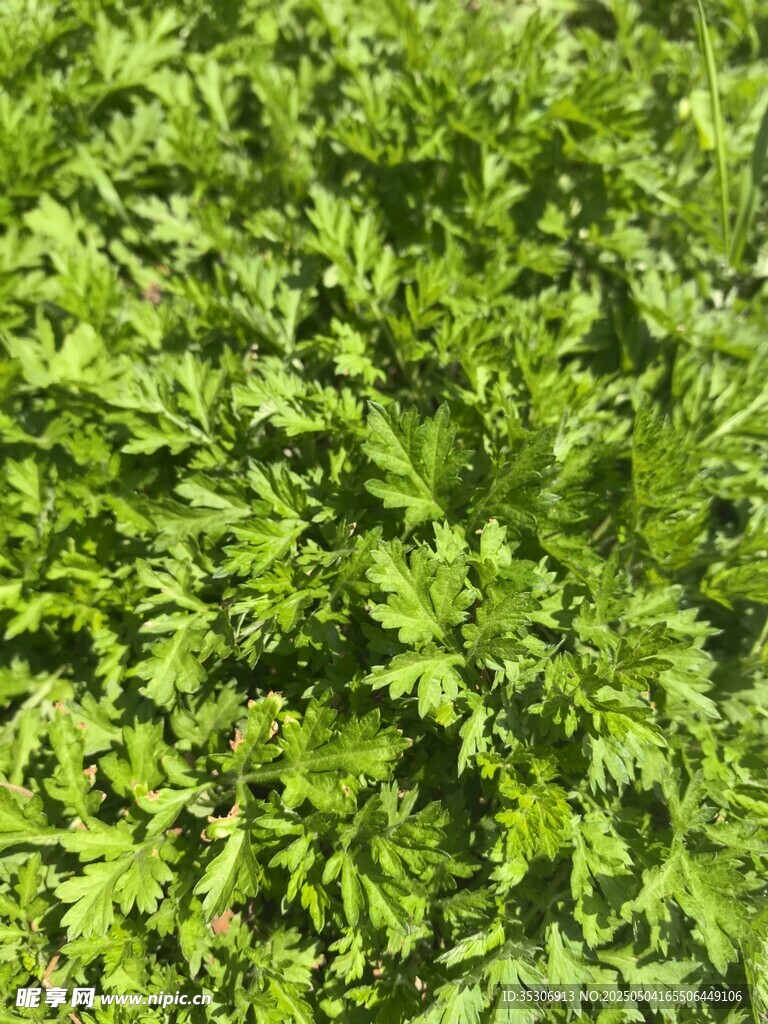 草地