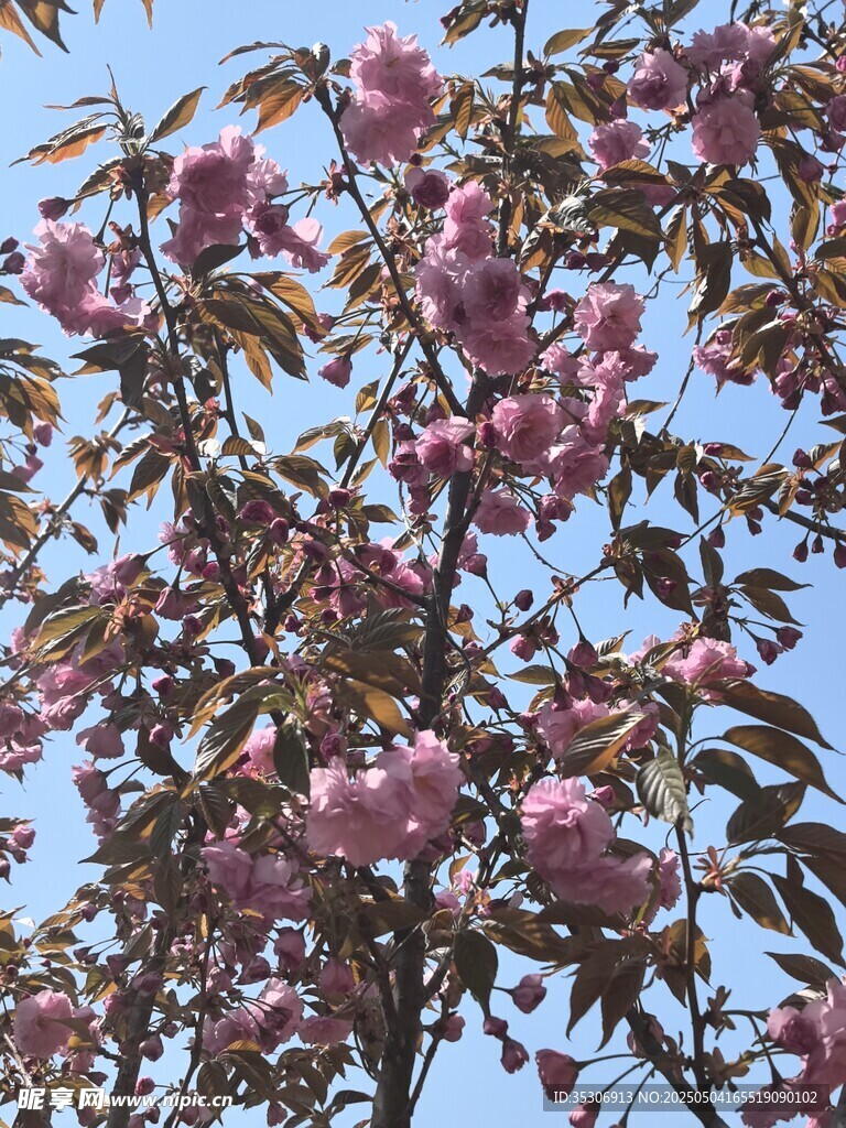 绽放