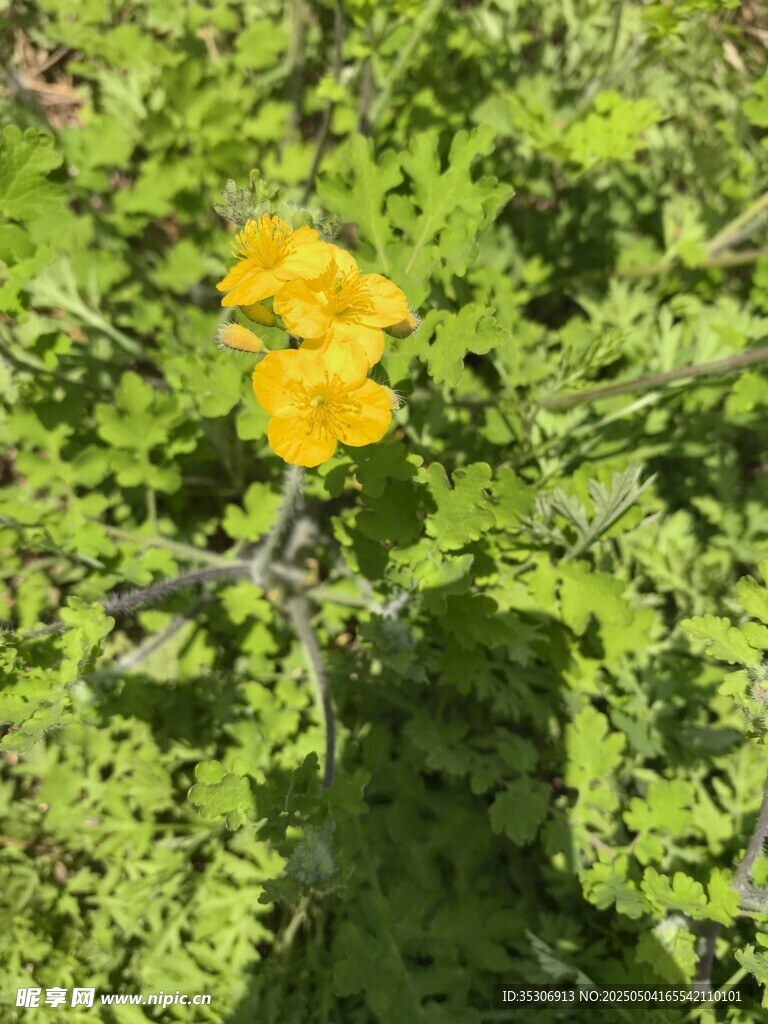草丛