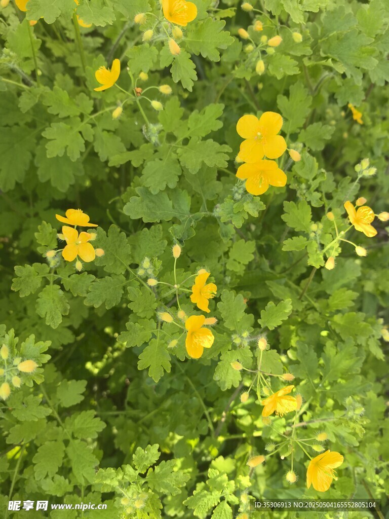 黄色小花