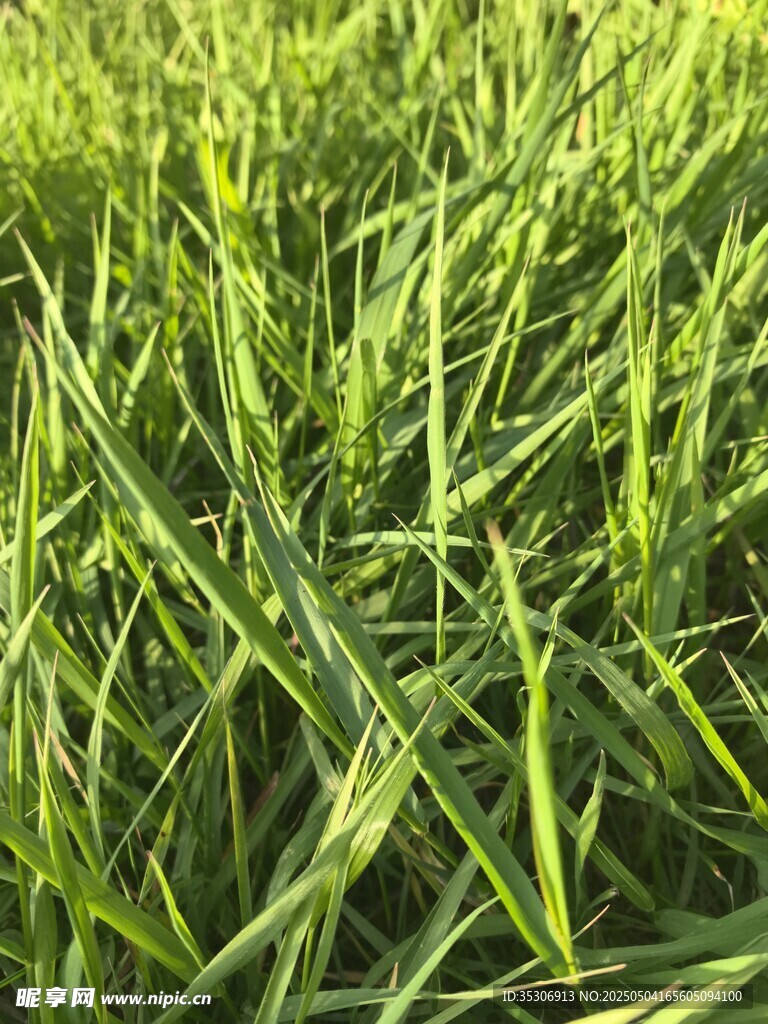 草丛