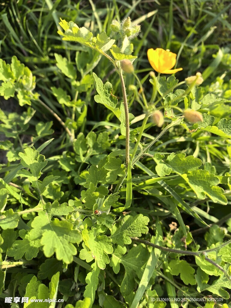 绿草