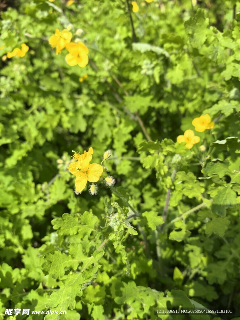 绿色草地
