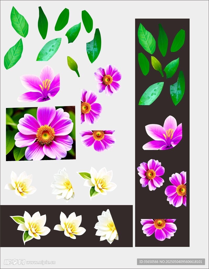 花卉拍摄设计素材交流