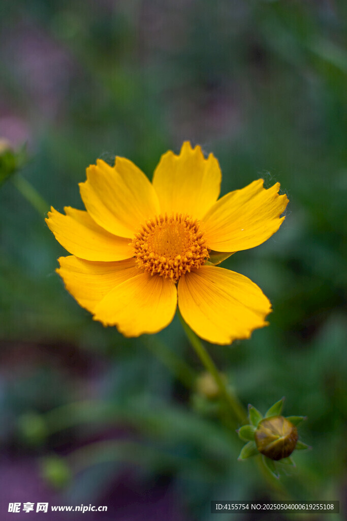 黄色小花绽放