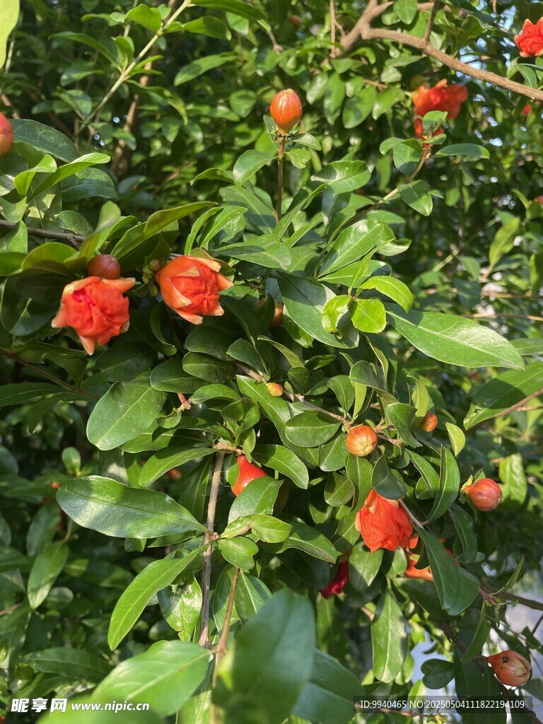 石榴树