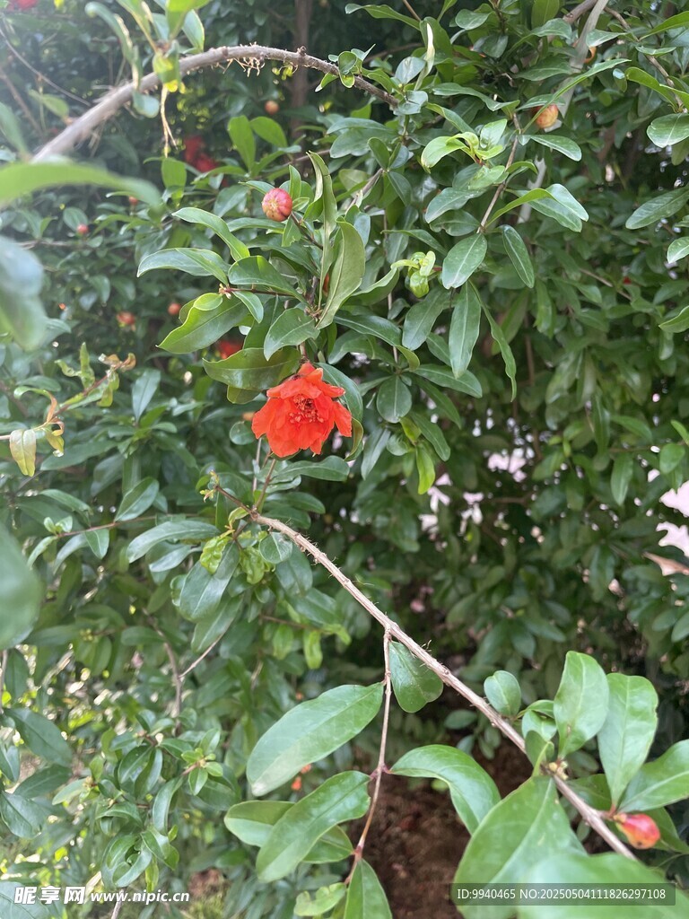 石榴树