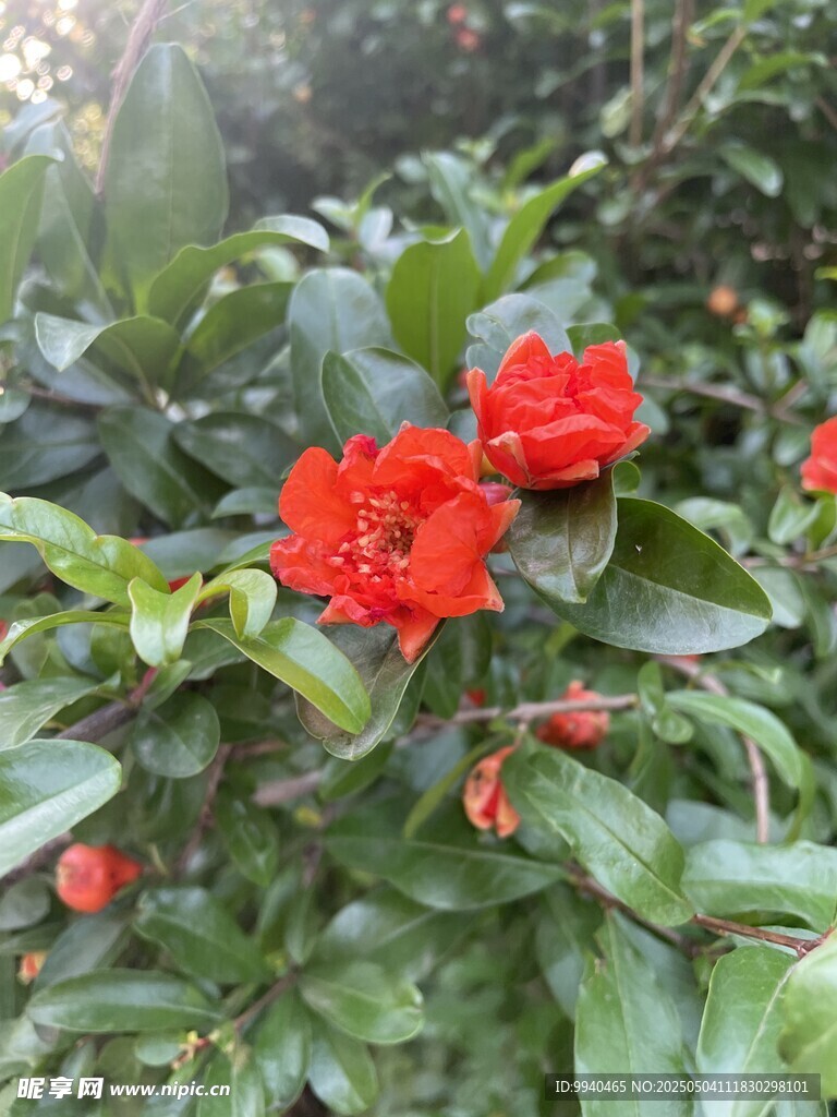 石榴树