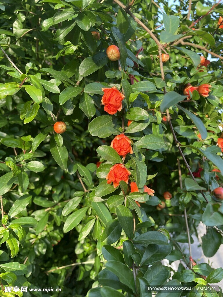 石榴树
