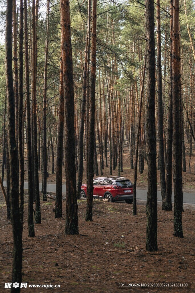 林间红车 静谧自然之景