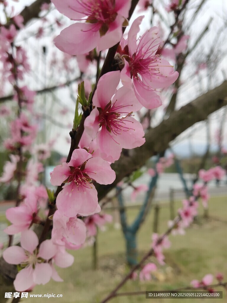 桃花