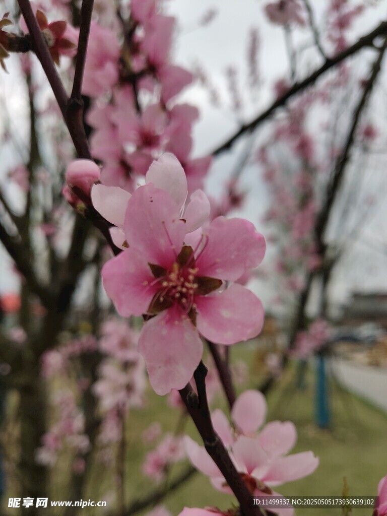 桃花