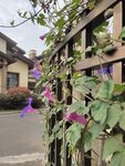 牵牛花